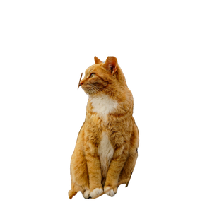 A Cute Orange Cat Sits On A Rock Among Tree Branches With A Traditional Korean Roof In The Background. 14342 - Cat PNG image with transparent background